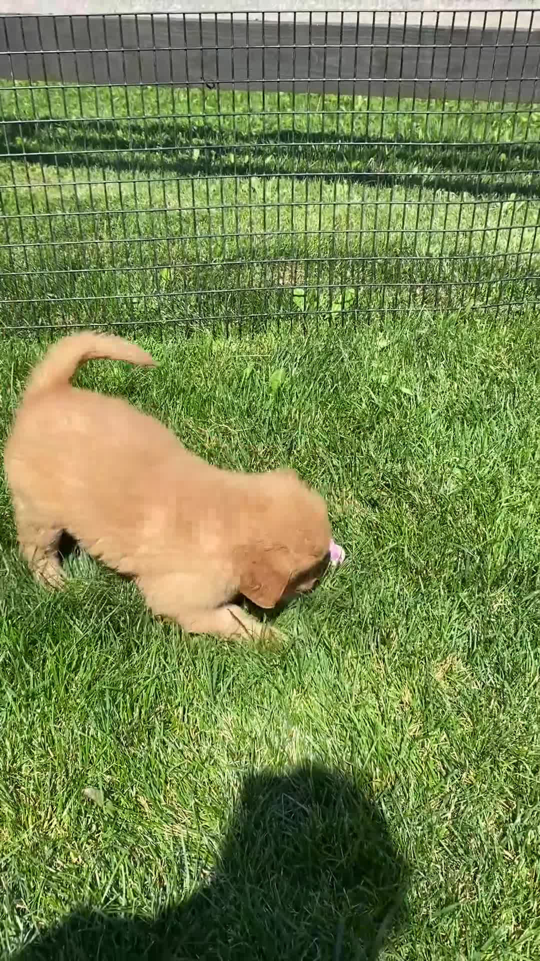 Golden Retriever dogs for sale: Golden Retriever Nola  - Video 1