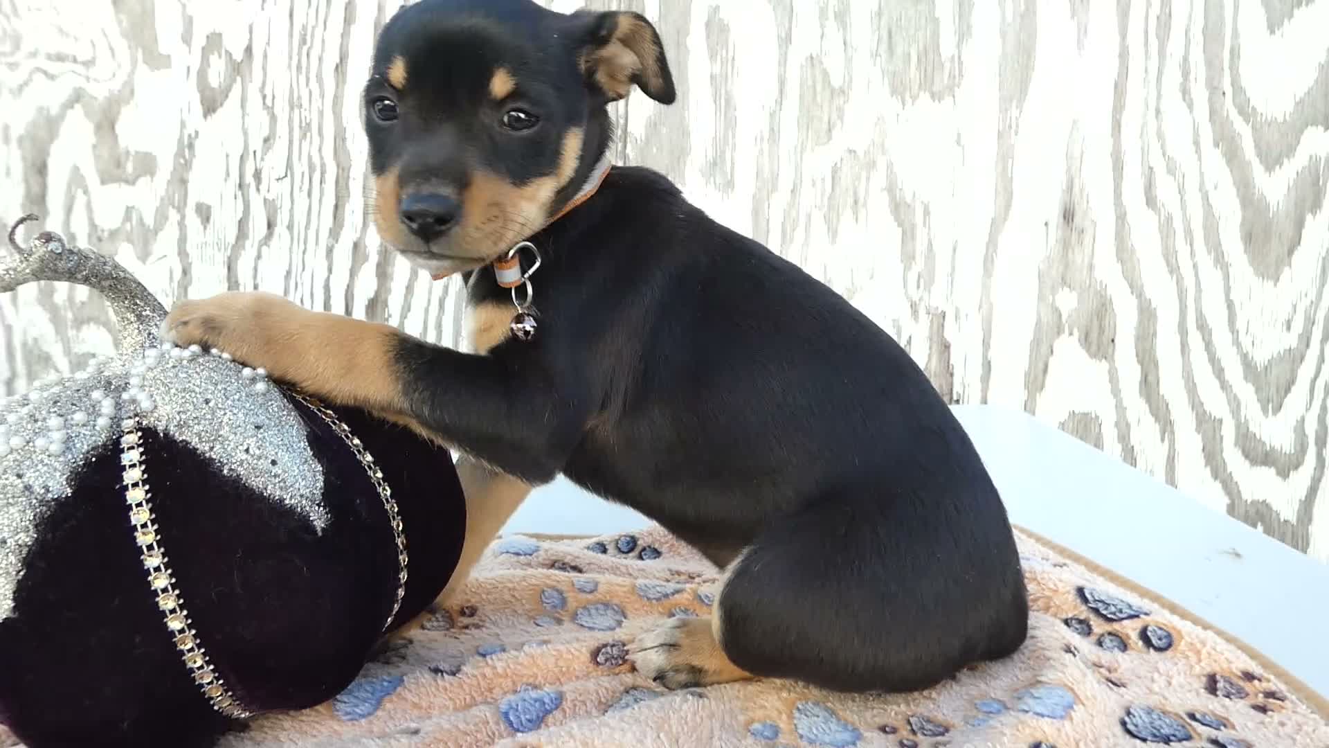Jack Russell Terrier dogs for sale: Jack Russell Terrier 6 Pumpkin - Video 1