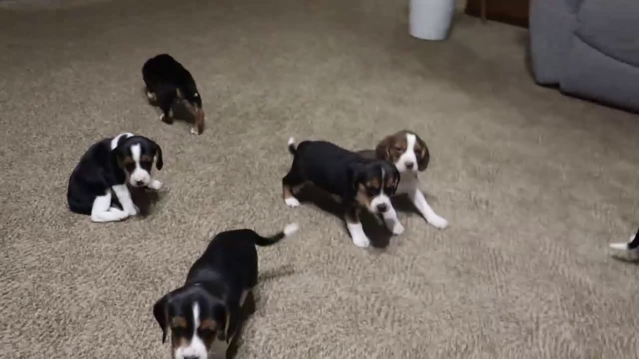 Beagle dogs for sale: Nutmeg - Video 2