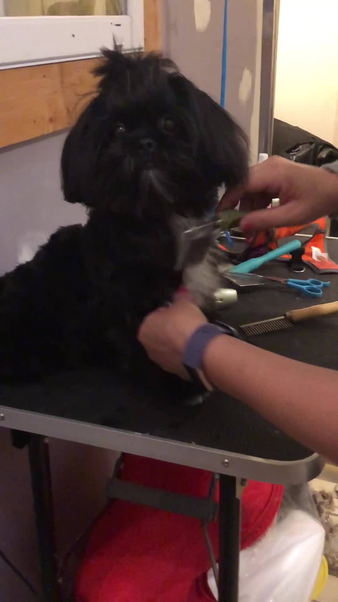 Shih Tzu dogs for sale: Akc Shih Tzu Polo Bear - Video 1