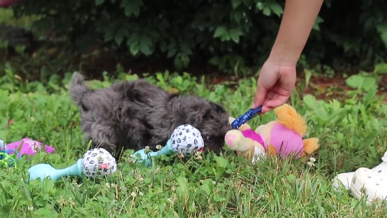 Yorkiepoo dogs for sale: Winston - Video 1