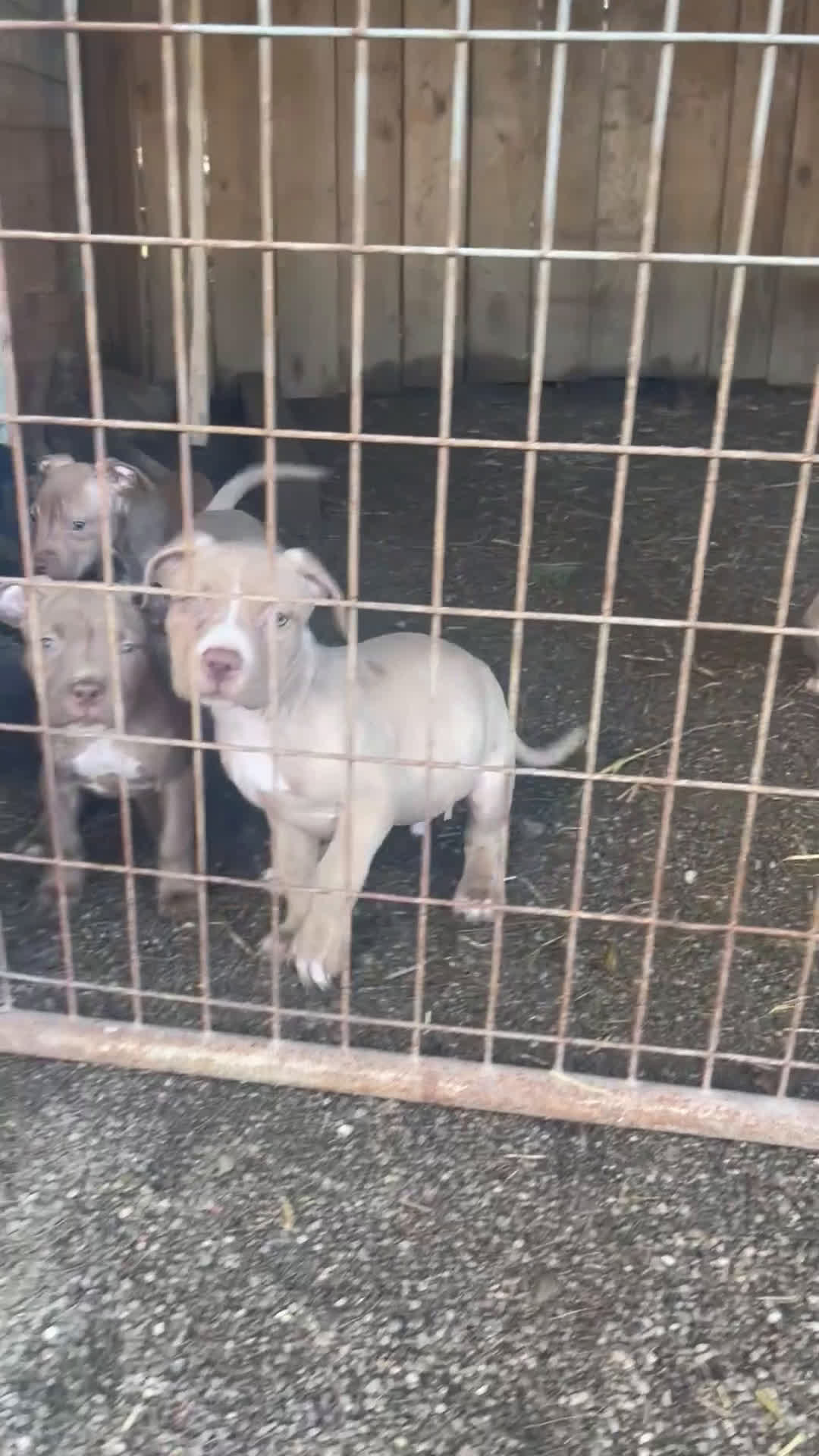 American Bully dogs for sale: American Bully Female 3 - Video 1