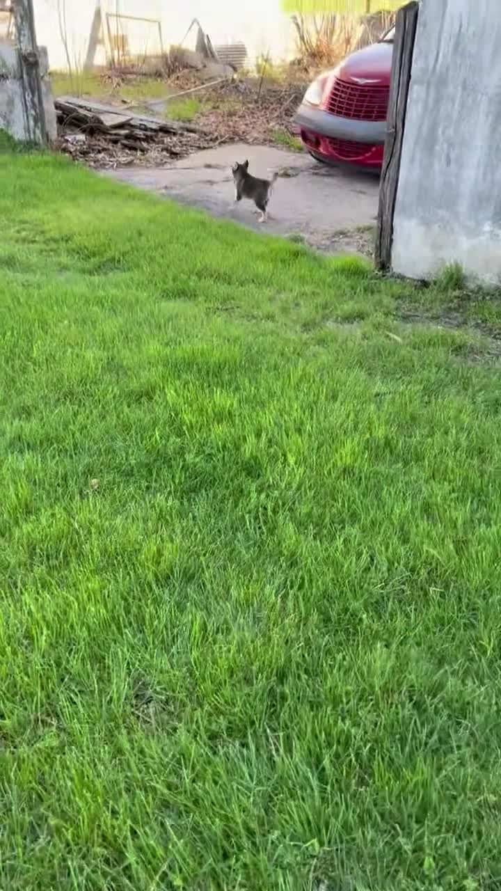 Pomsky dogs for sale: Ellie - Video 1