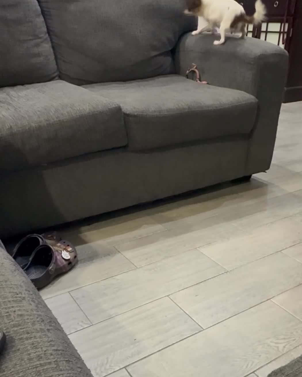Chihuahua dogs for sale: Isla Teacup - Video 1