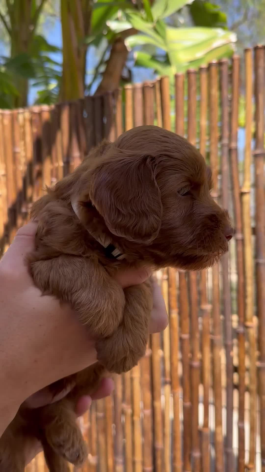 Australian Labradoodle dogs for sale: Duke - Video 1