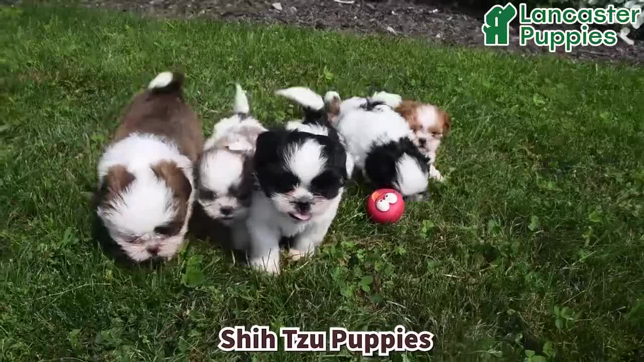 Shih Tzu dogs for sale: Dash - Video 1