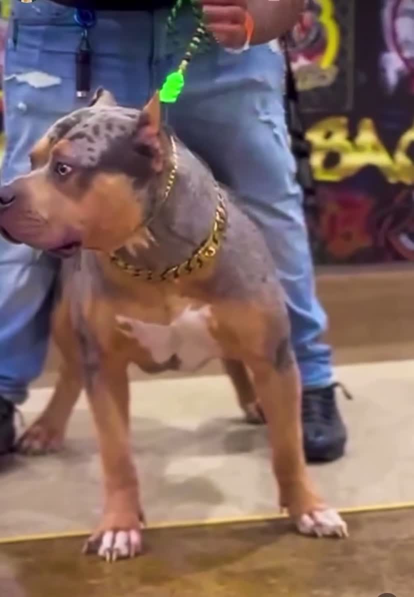 American Bully dogs for sale: American Bully 3 - Video 3