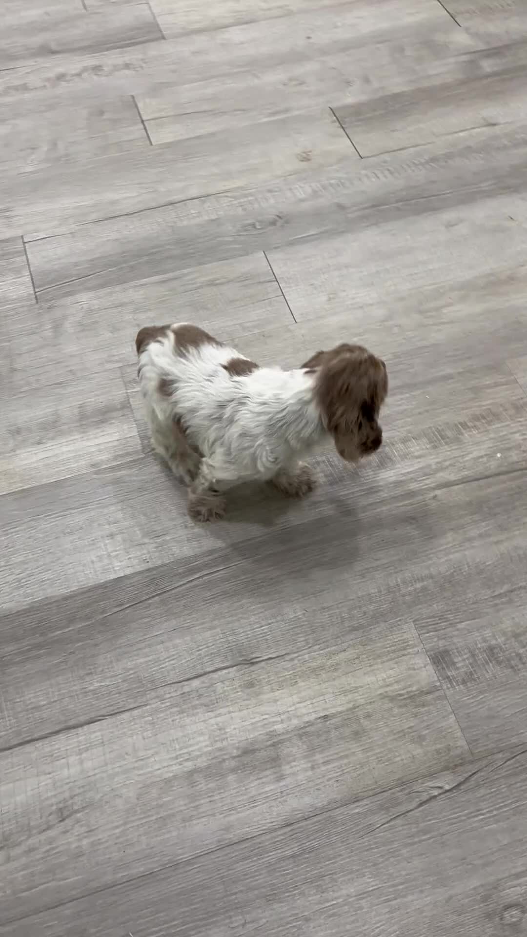 Cocker Spaniel dogs for sale: Ryder - Video 1