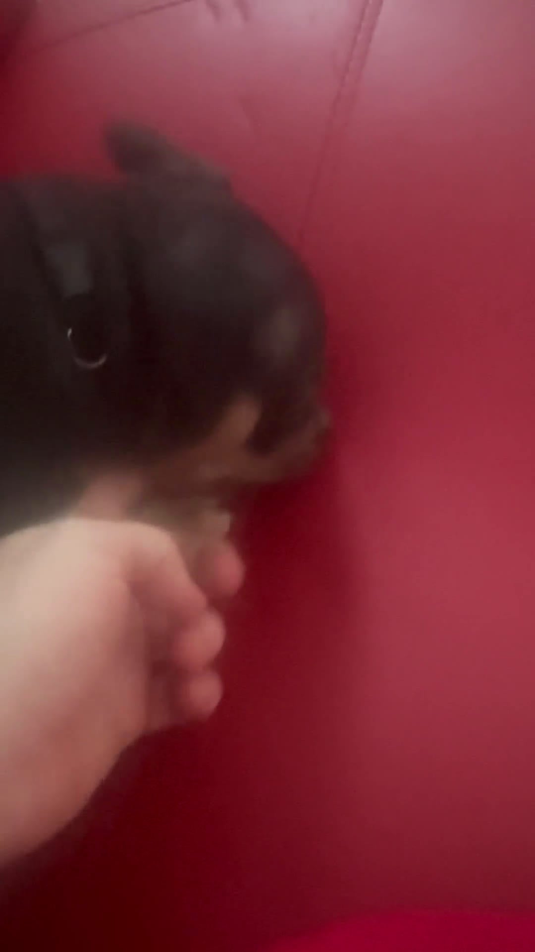 American Bully dogs for sale: American Bully XL Puppys 6 left - Video 3