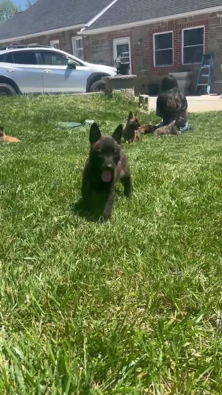 Mixed Breed dogs for sale: Mixed Breed Puppy 2 - Video 3