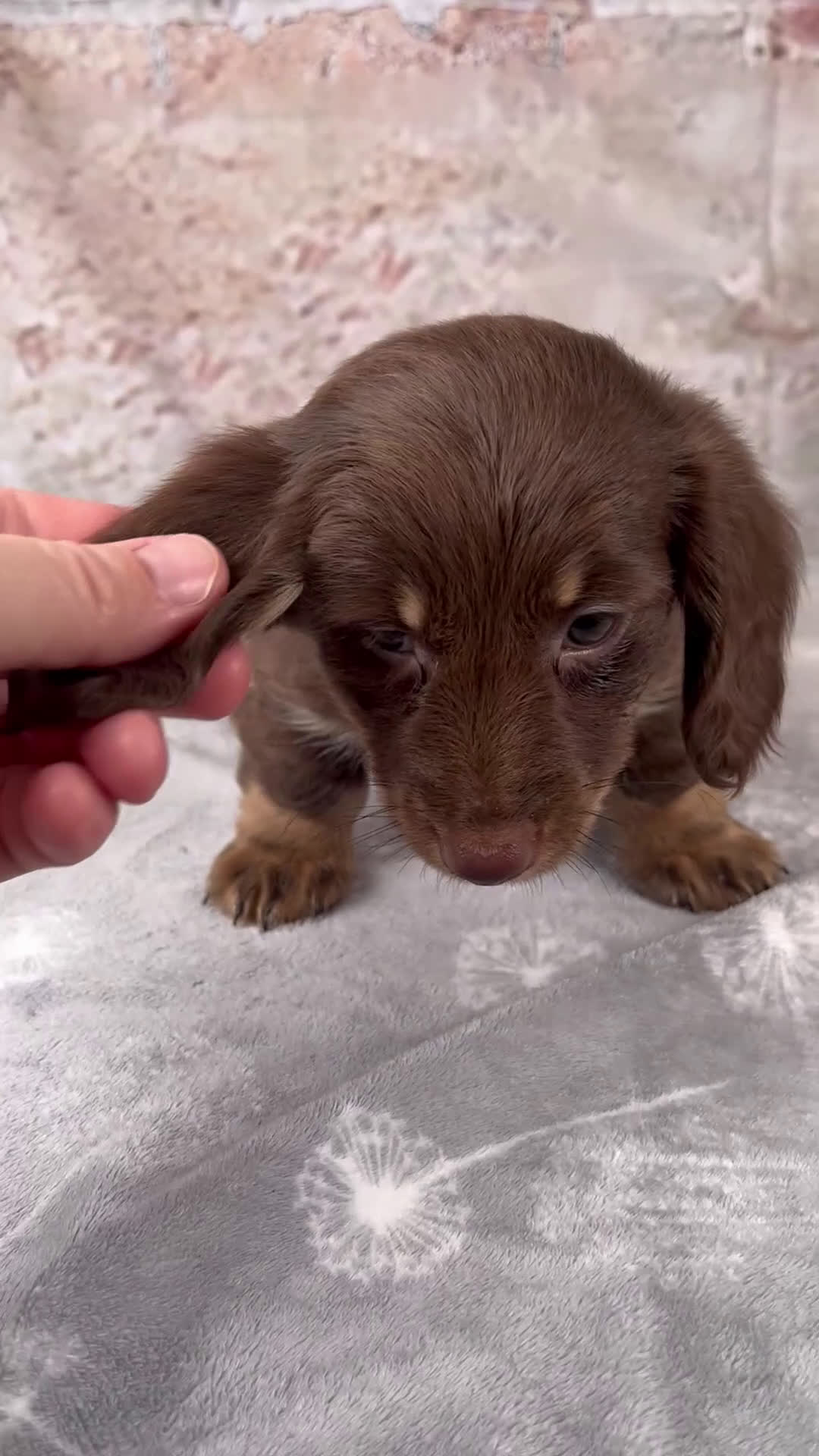 Miniature Dachshund dogs for sale: Oakley - Video 1