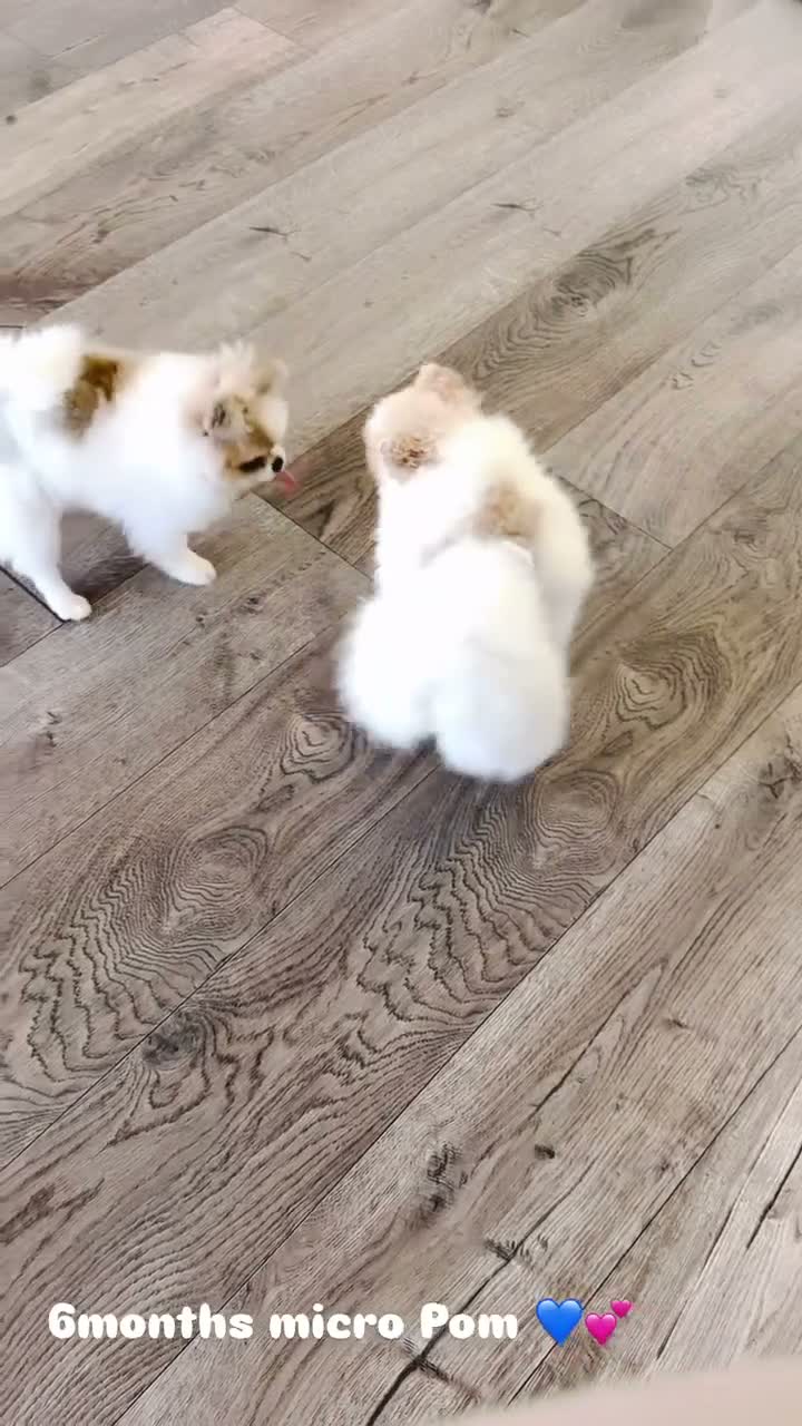 Pomeranian dogs for sale: Labubu  - Video 4