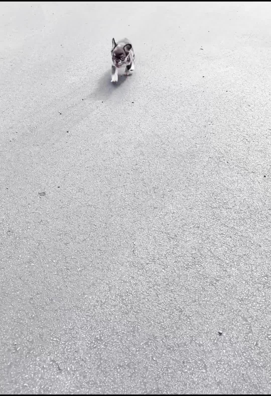 French Bulldog dogs for sale: Princess leia - Video 1