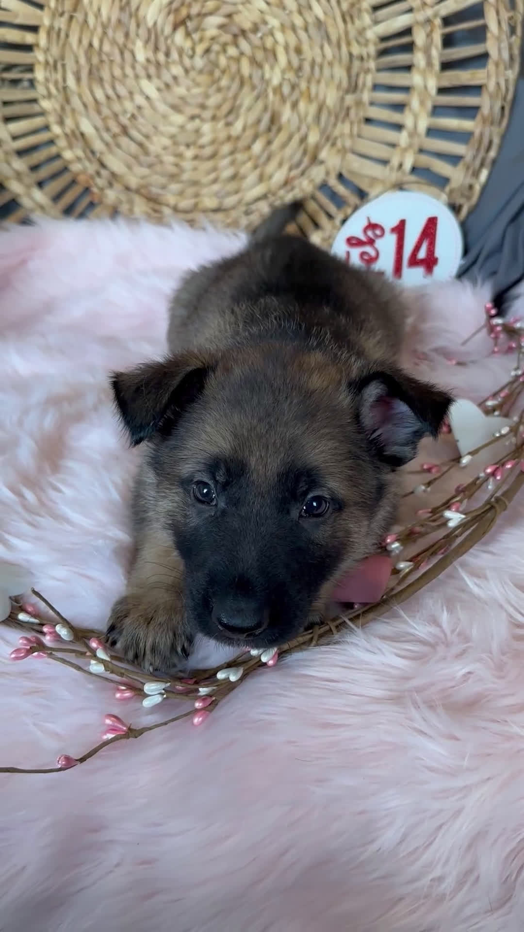 German Shepherd dogs for sale: Sage - Video 1