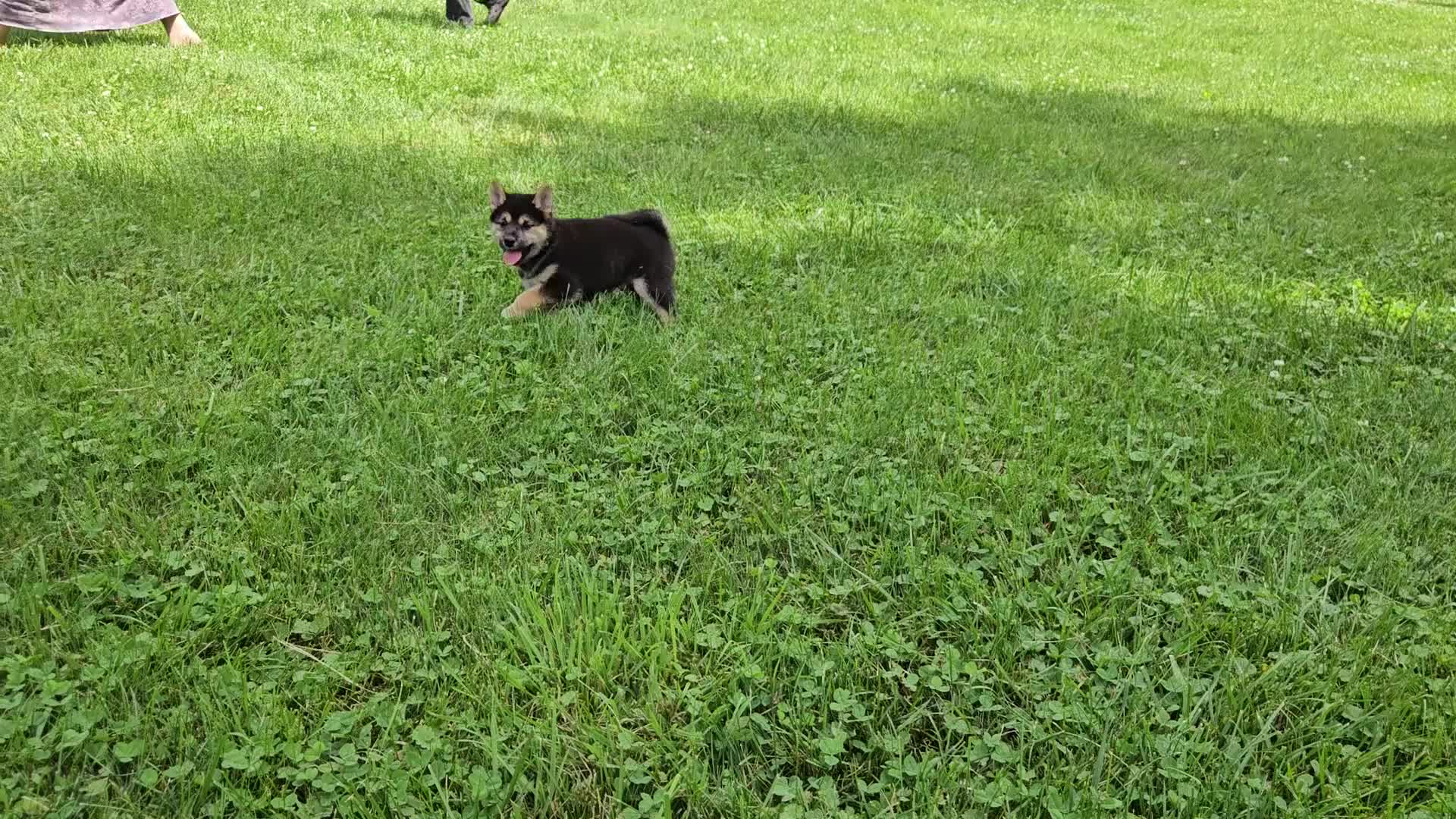 Shiba Inu dogs for sale: Hugo - Video 1