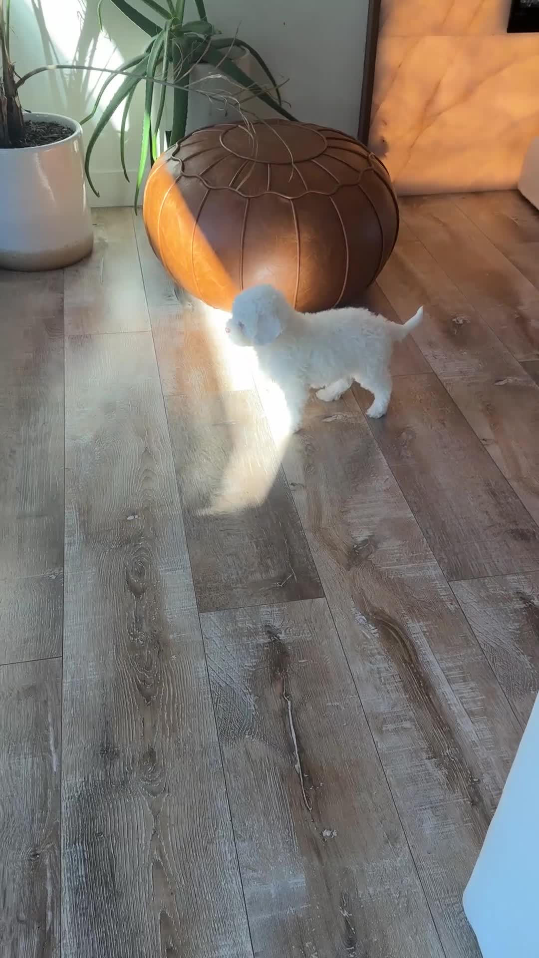 Cavapoo dogs for sale: Snow - Video 2