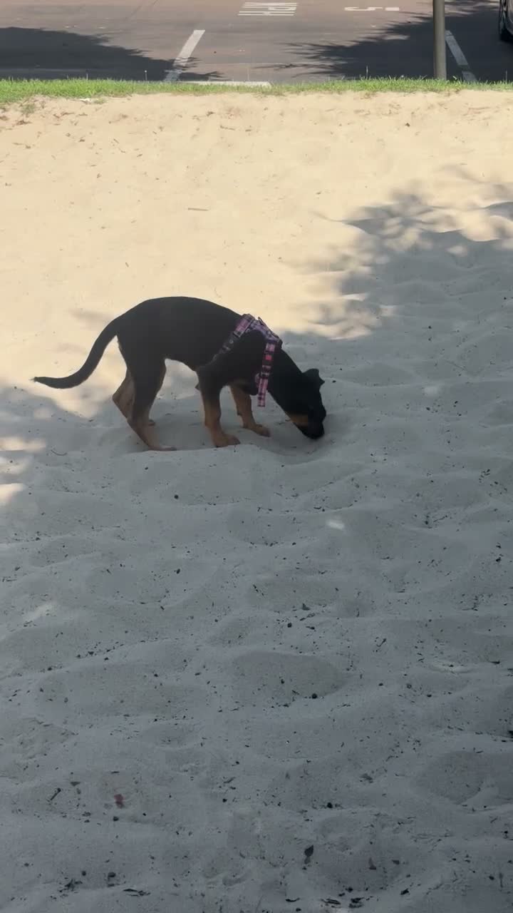 Doberman Pinscher dogs for sale: Raven - Video 1