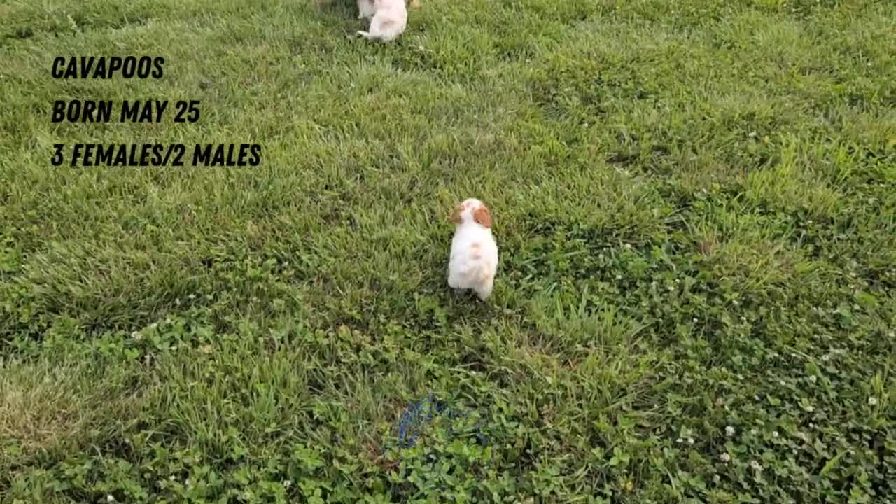 Cavapoo dogs for sale: Namor - Video 2