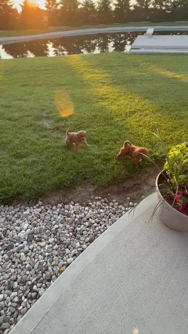 Mini Goldendoodle dogs for sale: Mini Ginger - Video 3