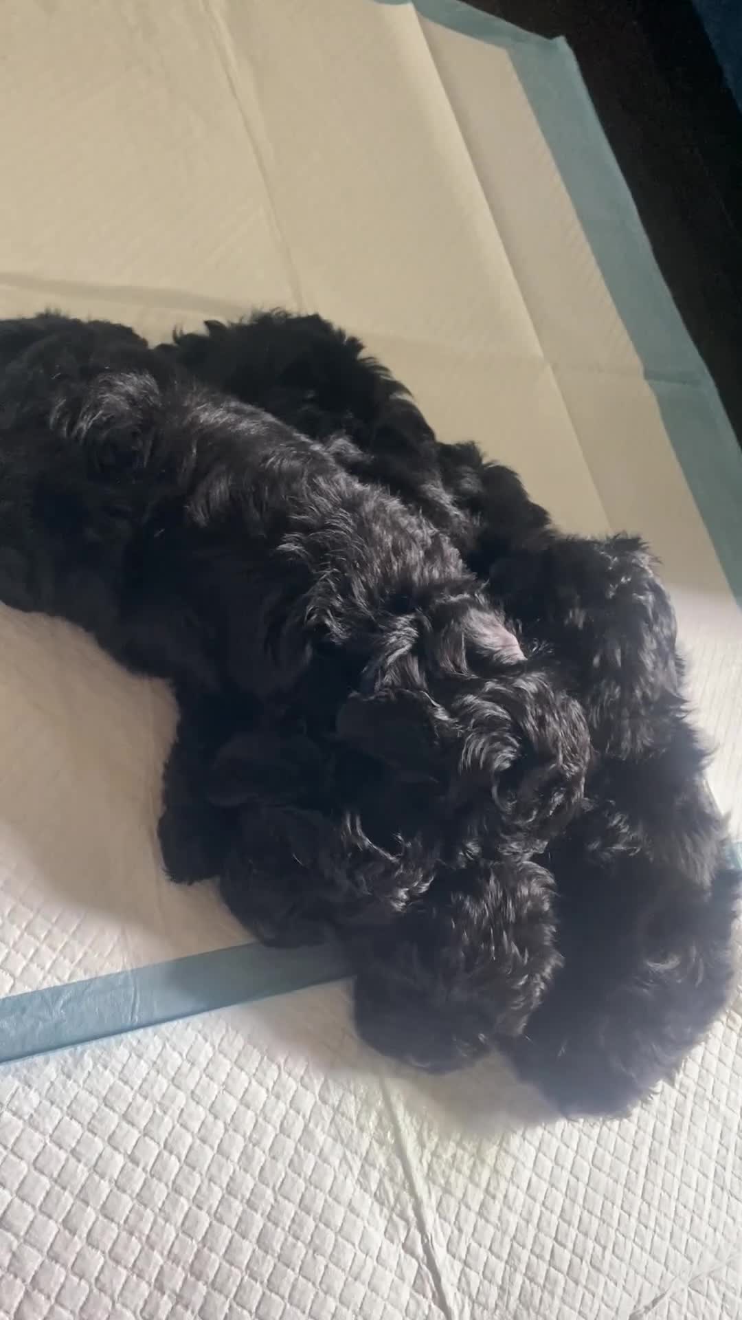 Yorkiepoo dogs for sale: Yorkiepoo Puppy - Pink/purple - Video 1