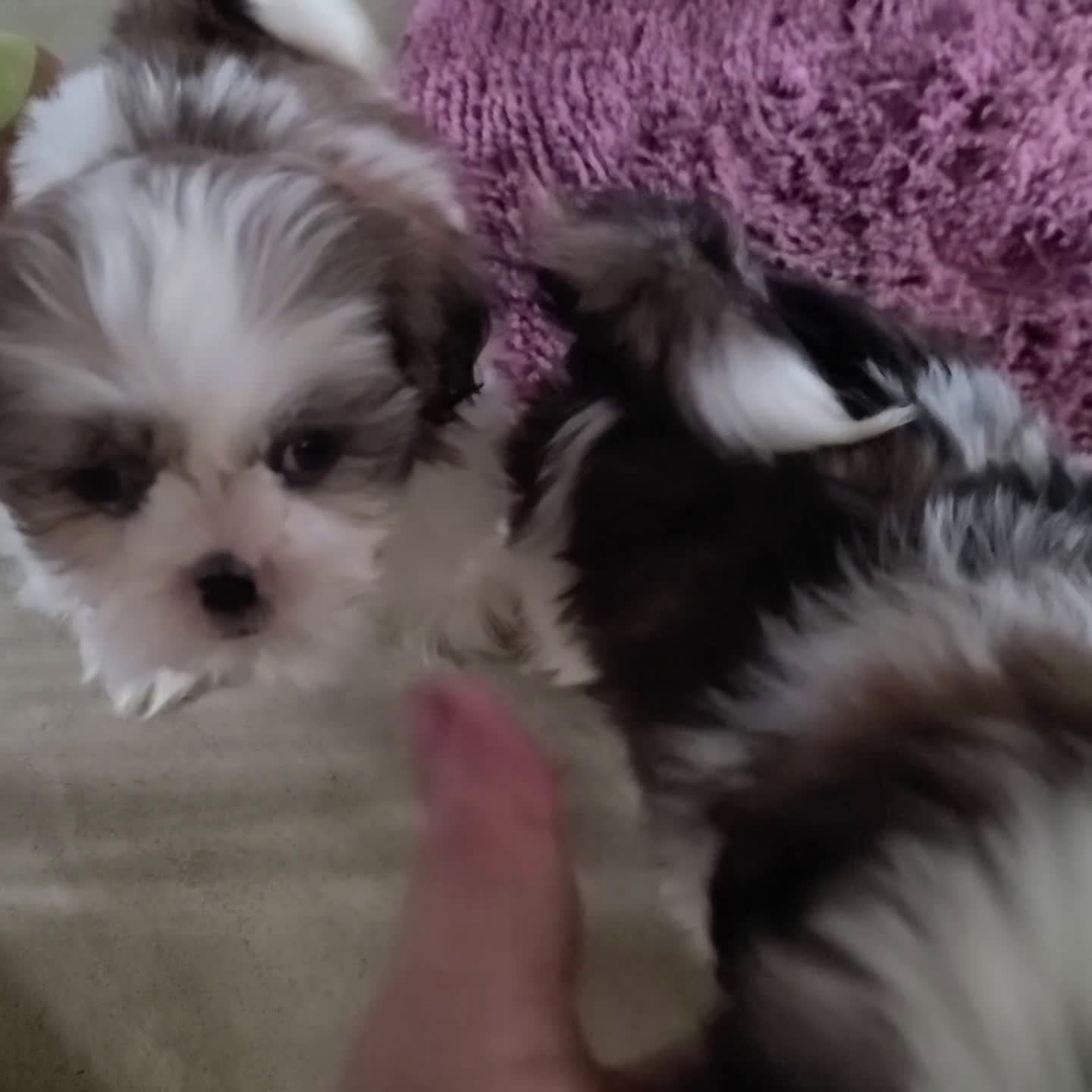 Cockapoo dogs for sale: Preston - Video 2