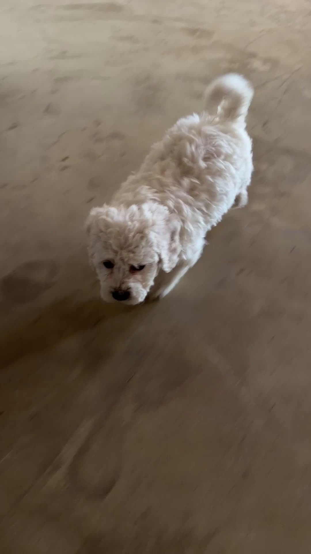 Bichon Frise dogs for sale: Cash - Video 1