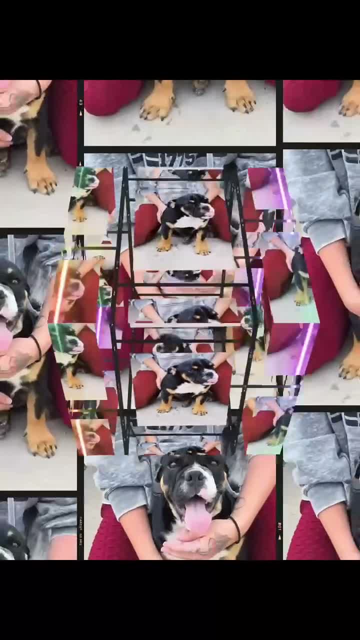 English Bulldog dogs for sale: English Bulldog 1 - Video 2