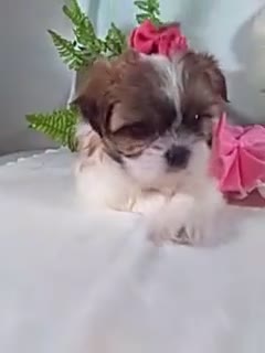 Shih Tzu dogs for sale: Alexa - Video 1