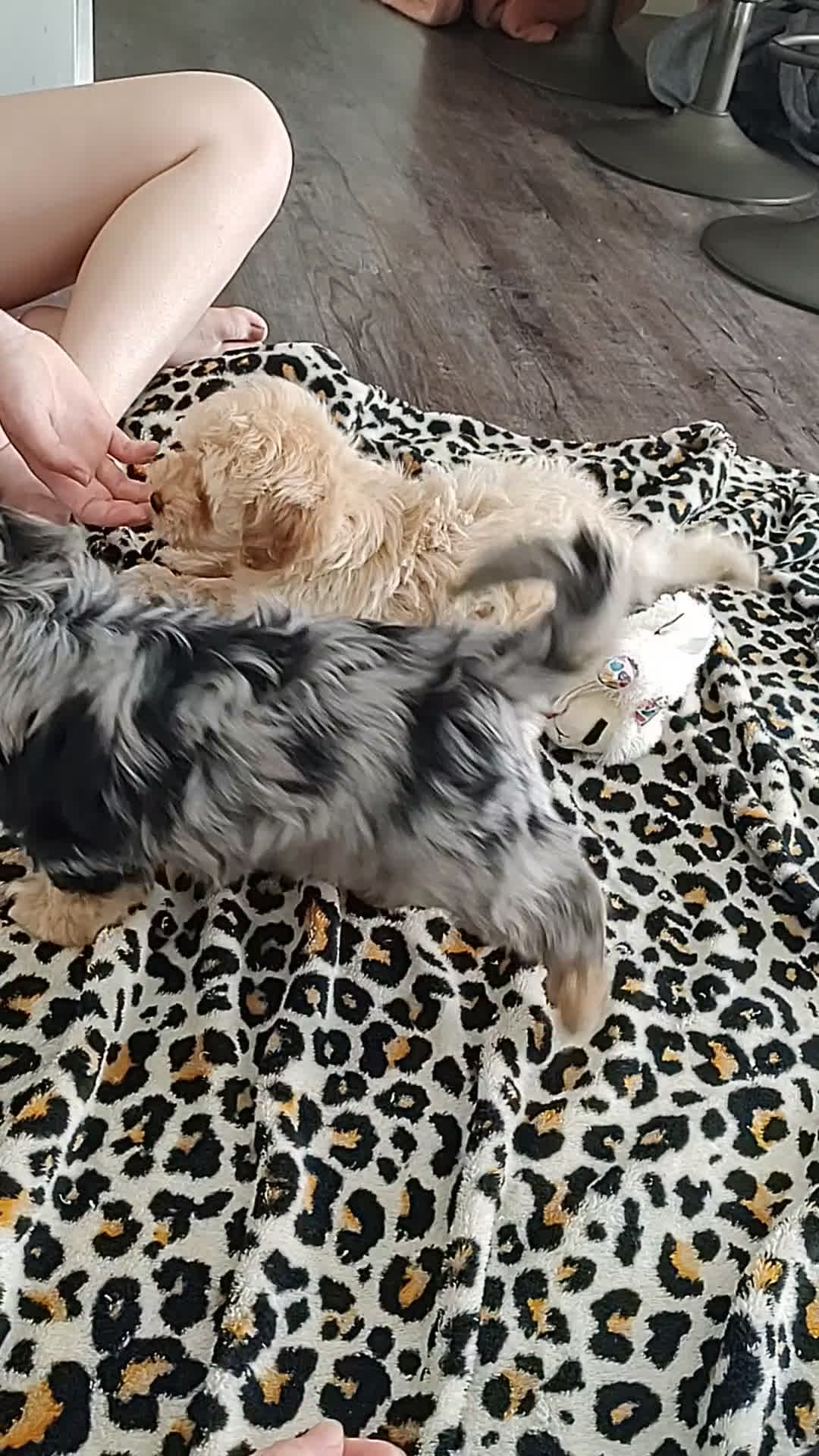 Maltipoo dogs for sale: Pebbles - Video 1