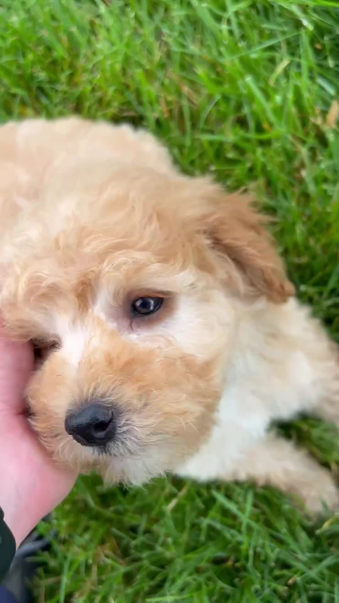 Miniature Poodle dogs for sale: Scarlett - Video 1