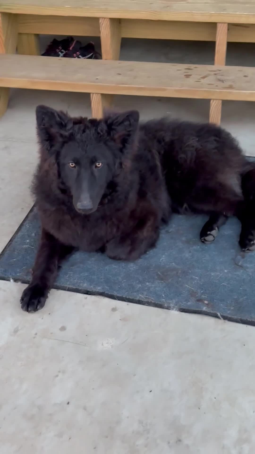 German Shepherd dogs for sale: German Shepherd 1 - Video 1