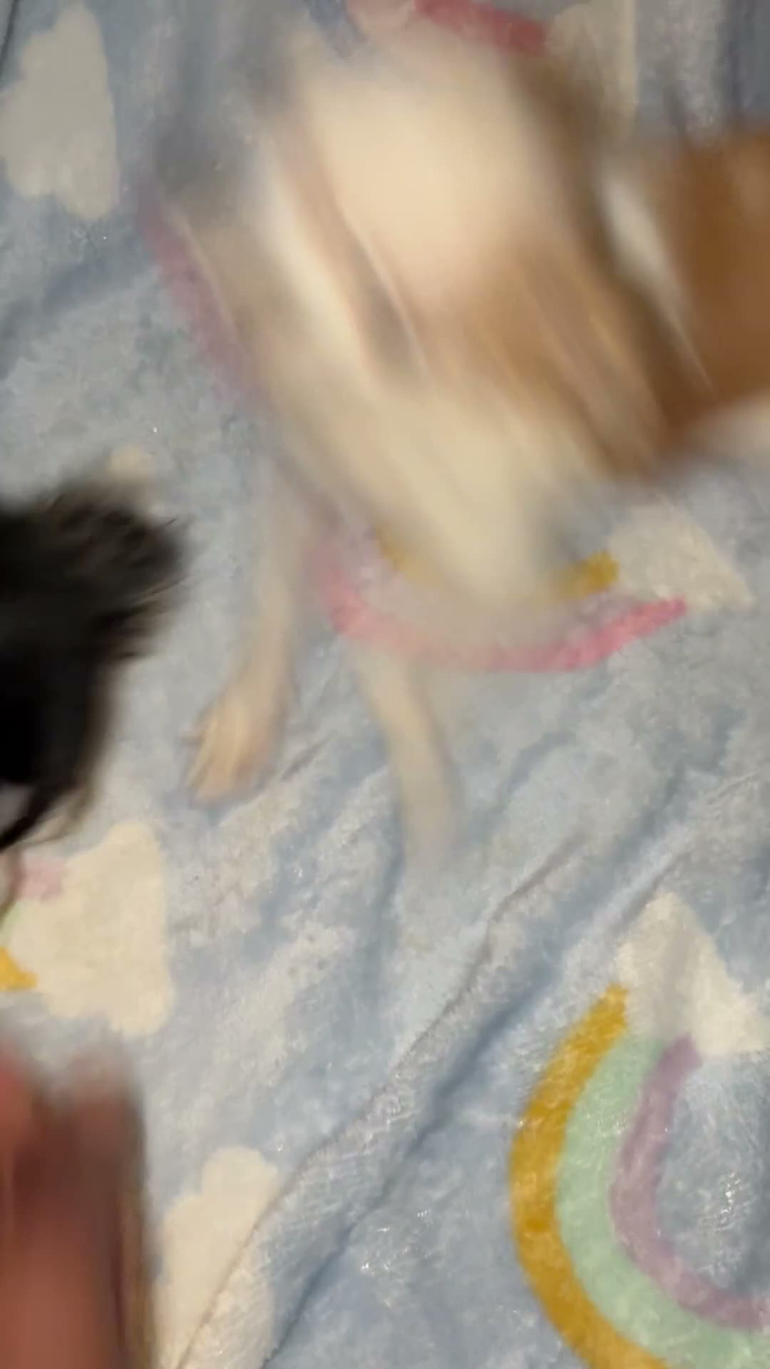 Chihuahua dogs for sale: Chihuahua 1 - Video 1