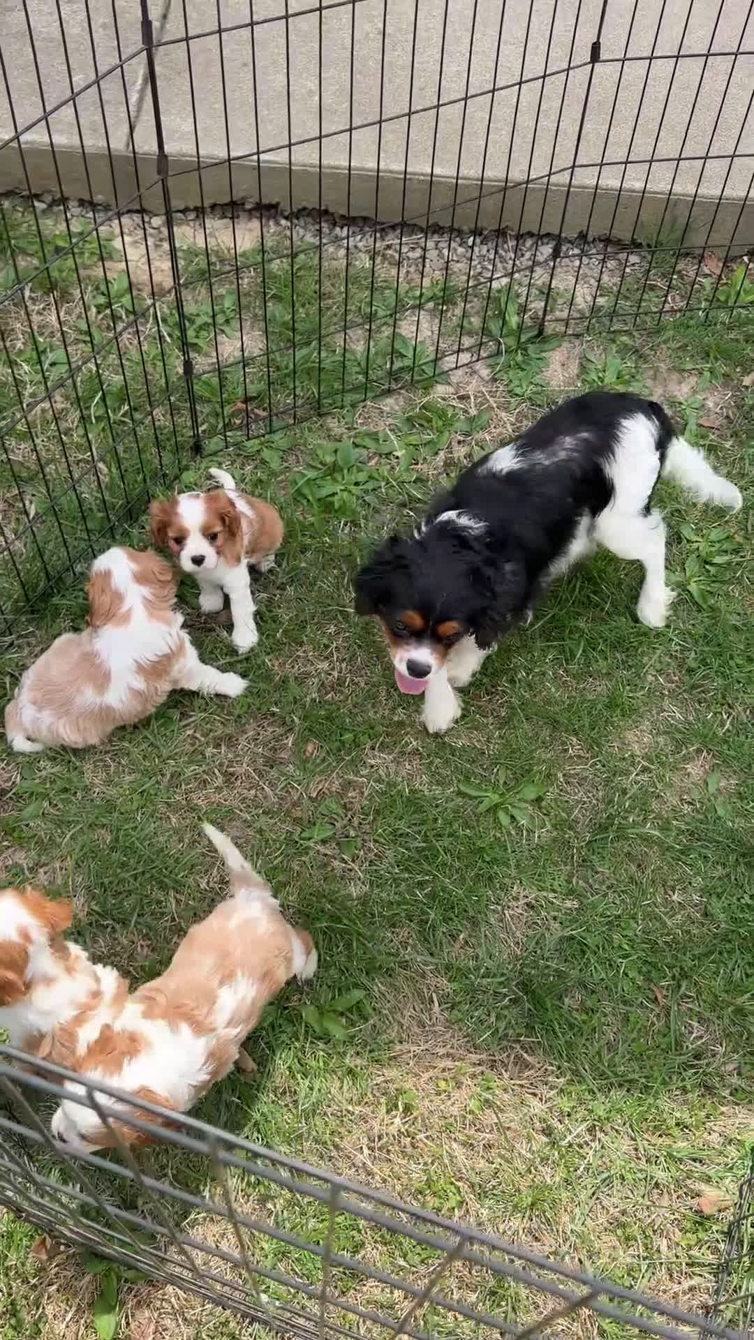 Cavalier King Charles Spaniel dogs for sale: AKC Katie - Video 1