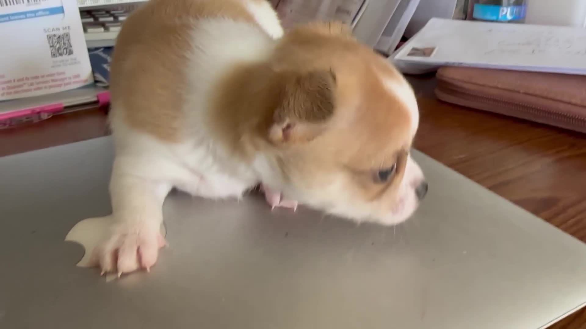 Chihuahua dogs for sale: Chihuahua Puppy 1 - Video 1