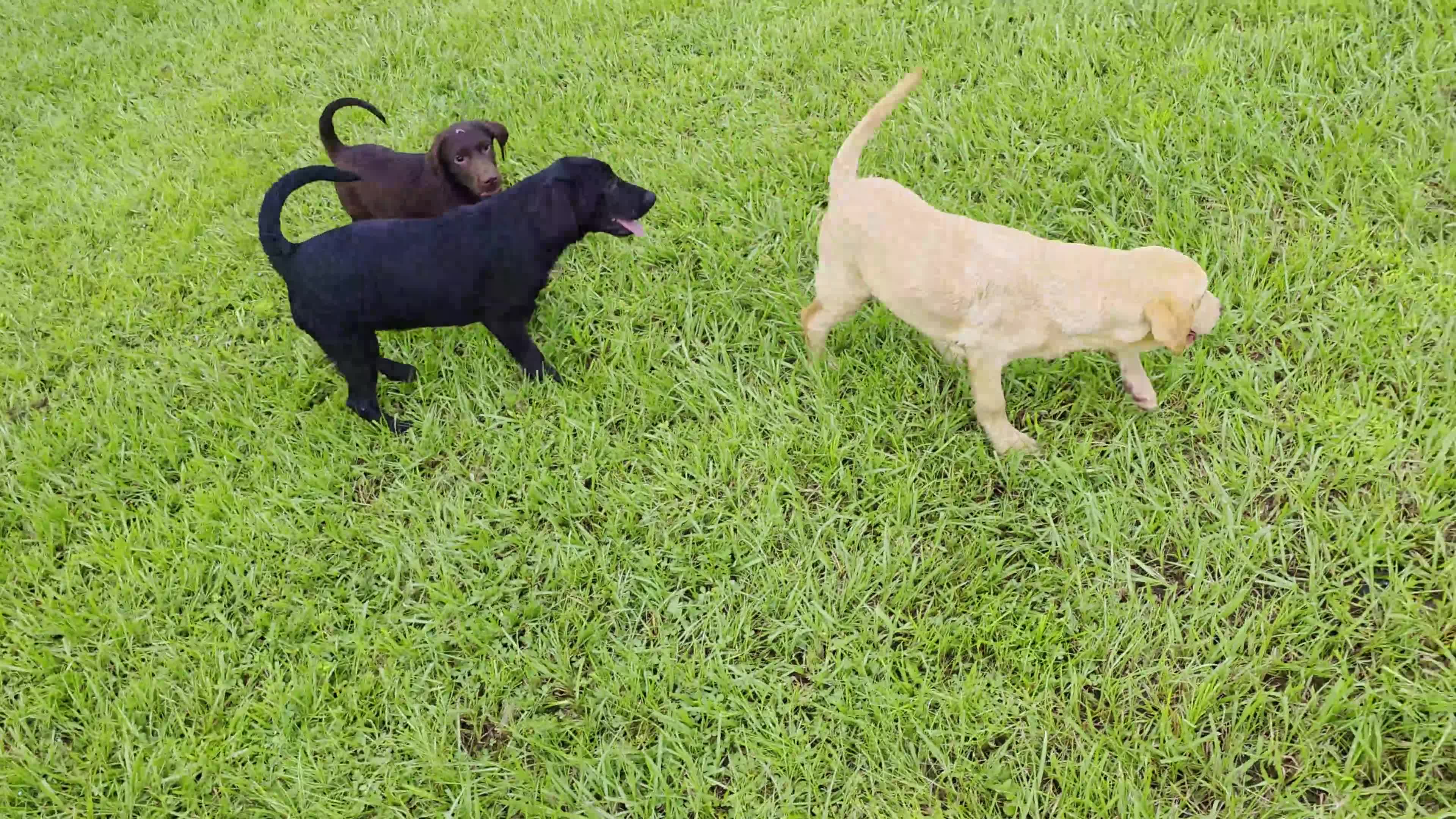 Labrador Retriever dogs for sale: Max - Video 2