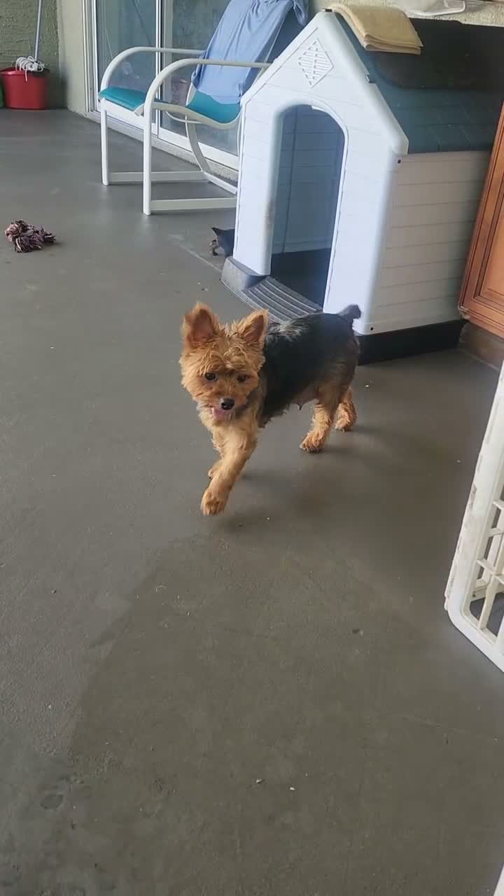 Yorkshire Terrier dogs for sale: Yorkshire Terrier 2 - Video 3