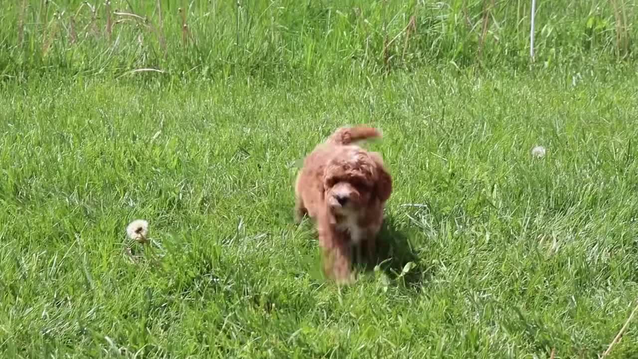 Cavapoo dogs for sale: Mr. Rambo - Video 5