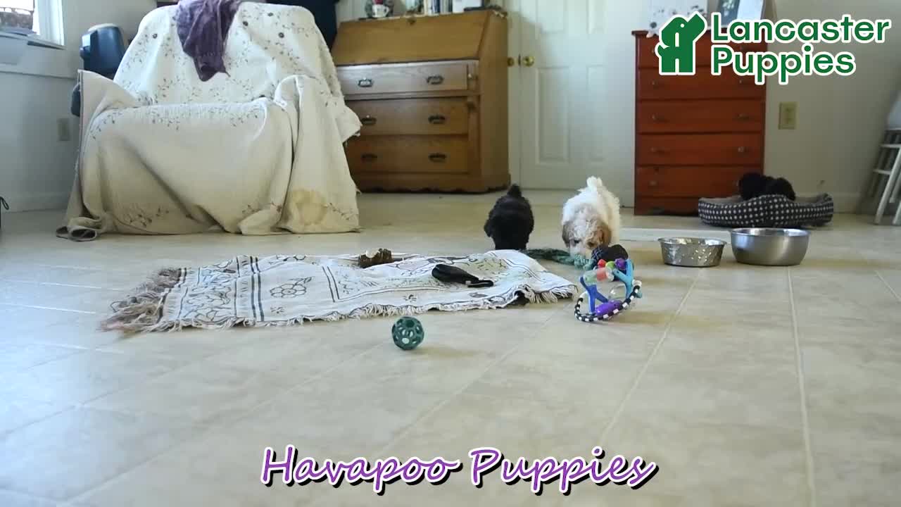 Havapoo dogs for sale: Mikey - Video 1