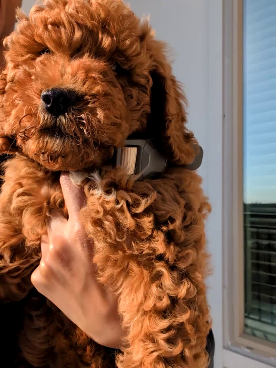 Goldendoodle dogs for sale: Red Mini Goldendoodle for Sale - Video 2