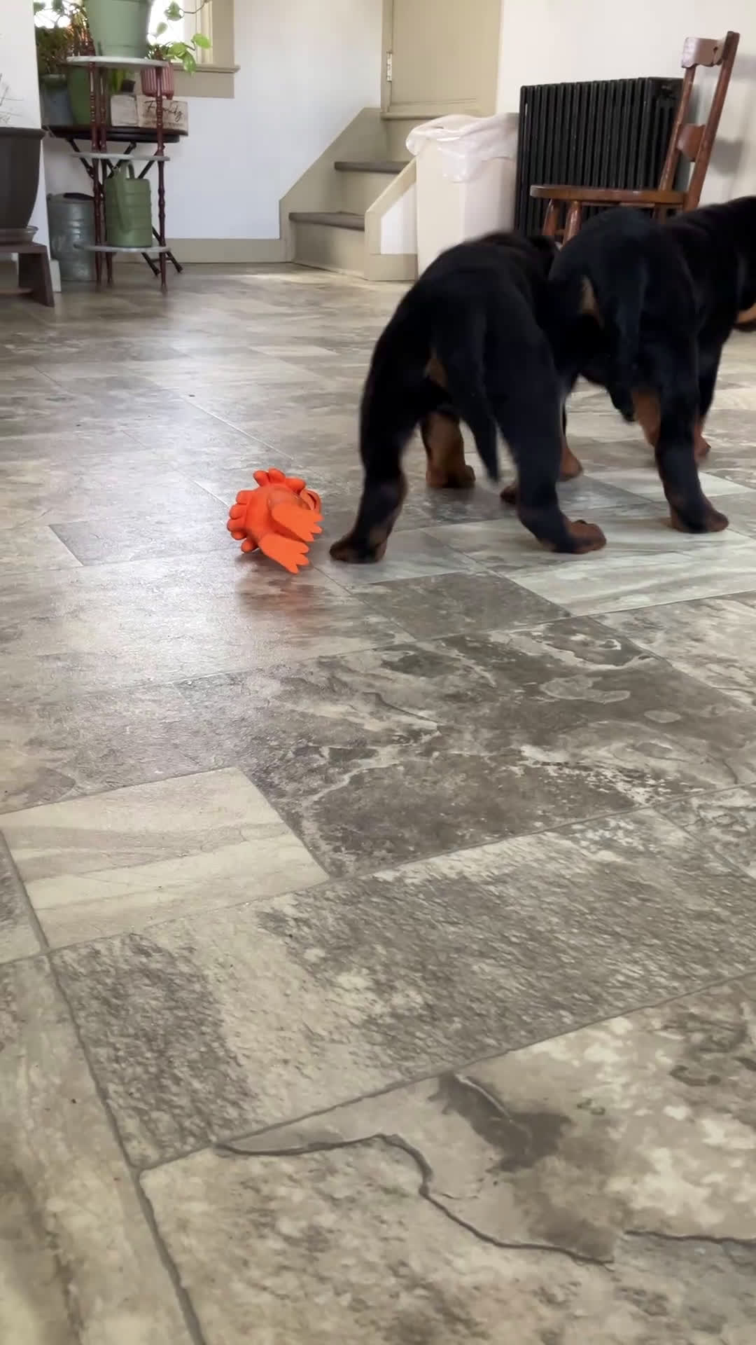 Rottweiler dogs for sale: BetztLou - Video 1