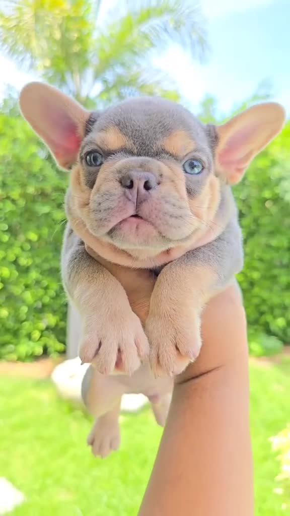 French Bulldog dogs for sale: Dudley - Lilac & Tan French Bulldog Puppy - Video 1