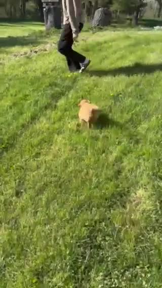 Golden Retriever dogs for sale: Charlie - Video 1