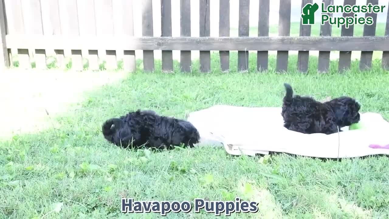 Havapoo dogs for sale: Ziggy - Video 1