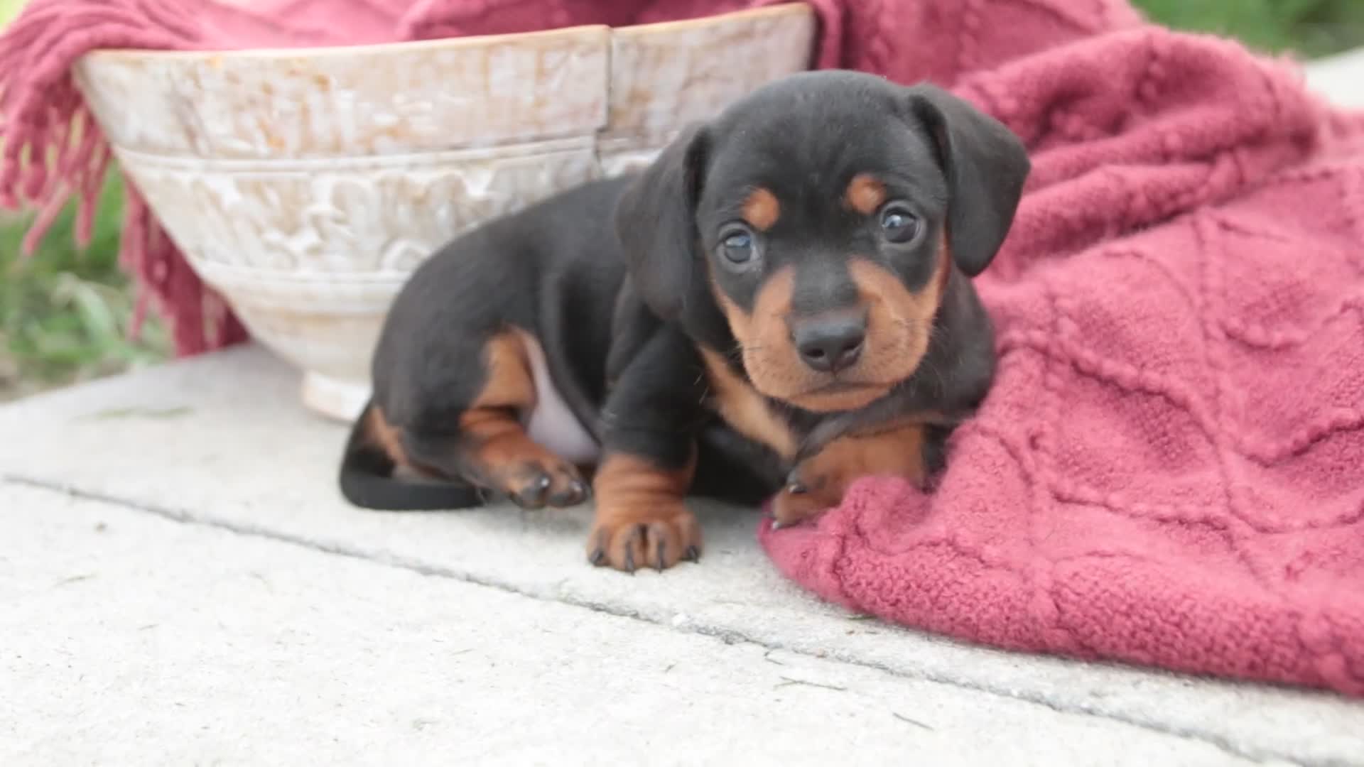 Miniature Dachshund dogs for sale: CeCe - Video 1