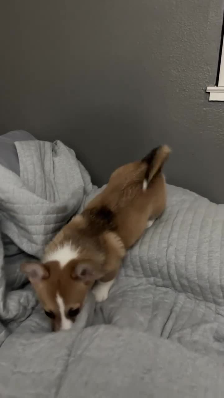 Welsh Corgi Pembroke dogs for sale: Skye - Video 1