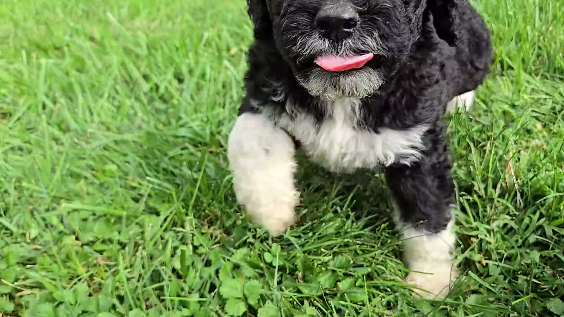 Portuguese Water Dog dogs for sale: David - Video 1