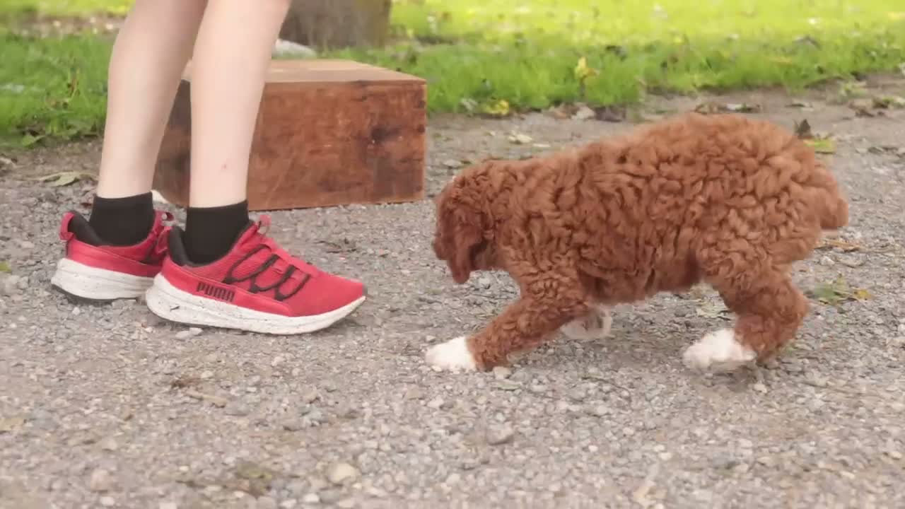 Cavapoo dogs for sale: Bella Cavapoo  - Video 4