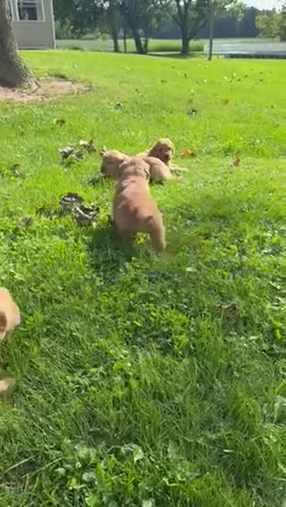 Golden Retriever dogs for sale: Scout - Video 1