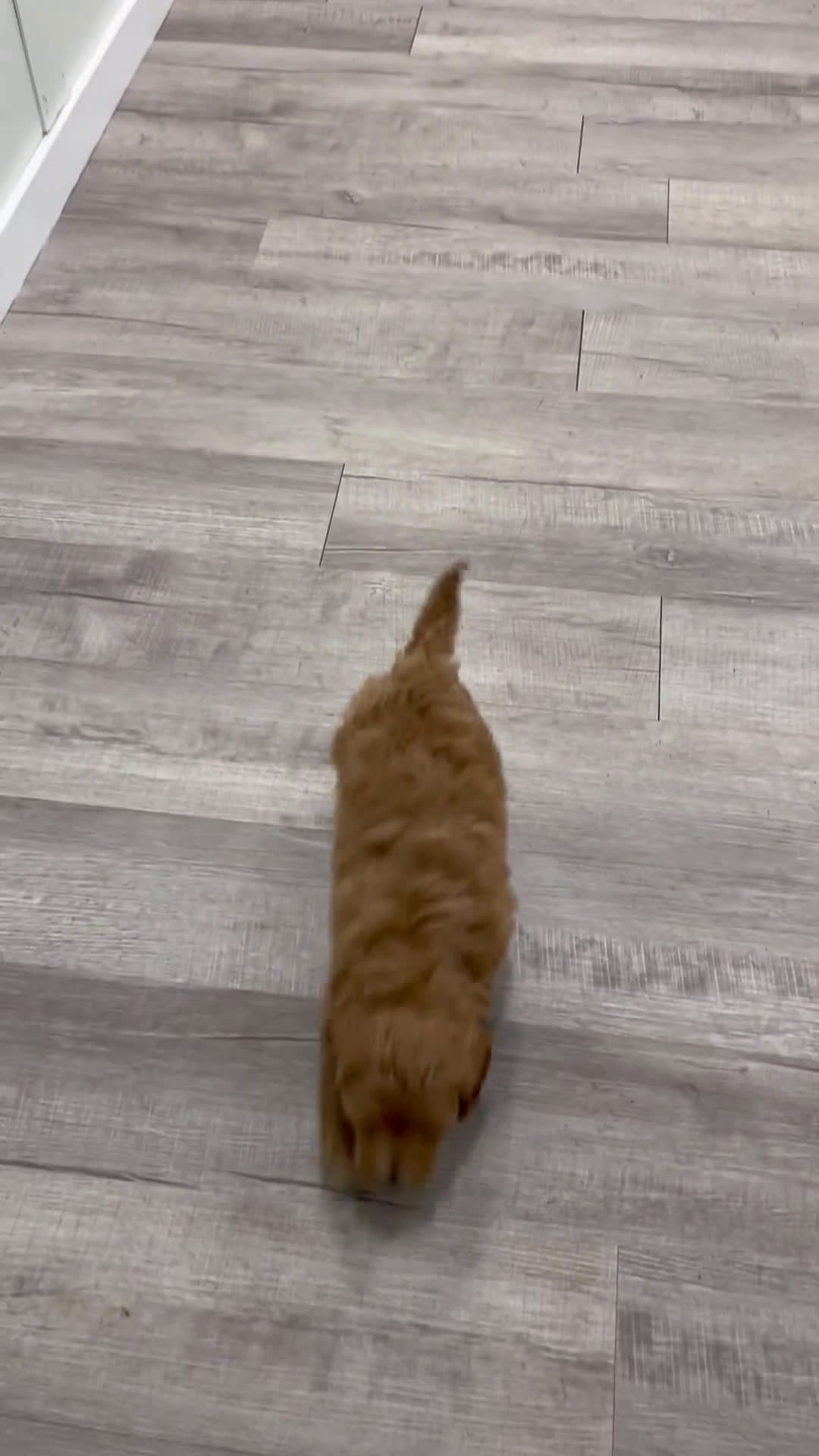 Labradoodle dogs for sale: Jazz - Video 1