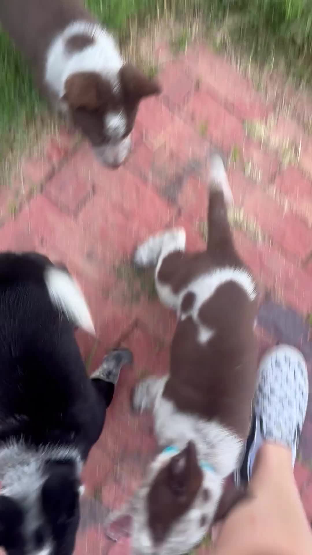 Mixed Breed dogs for sale: Black Collar - Video 2